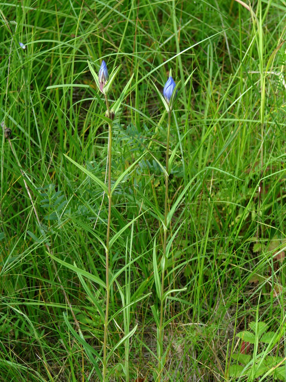 Image of Gentiana triflora specimen.