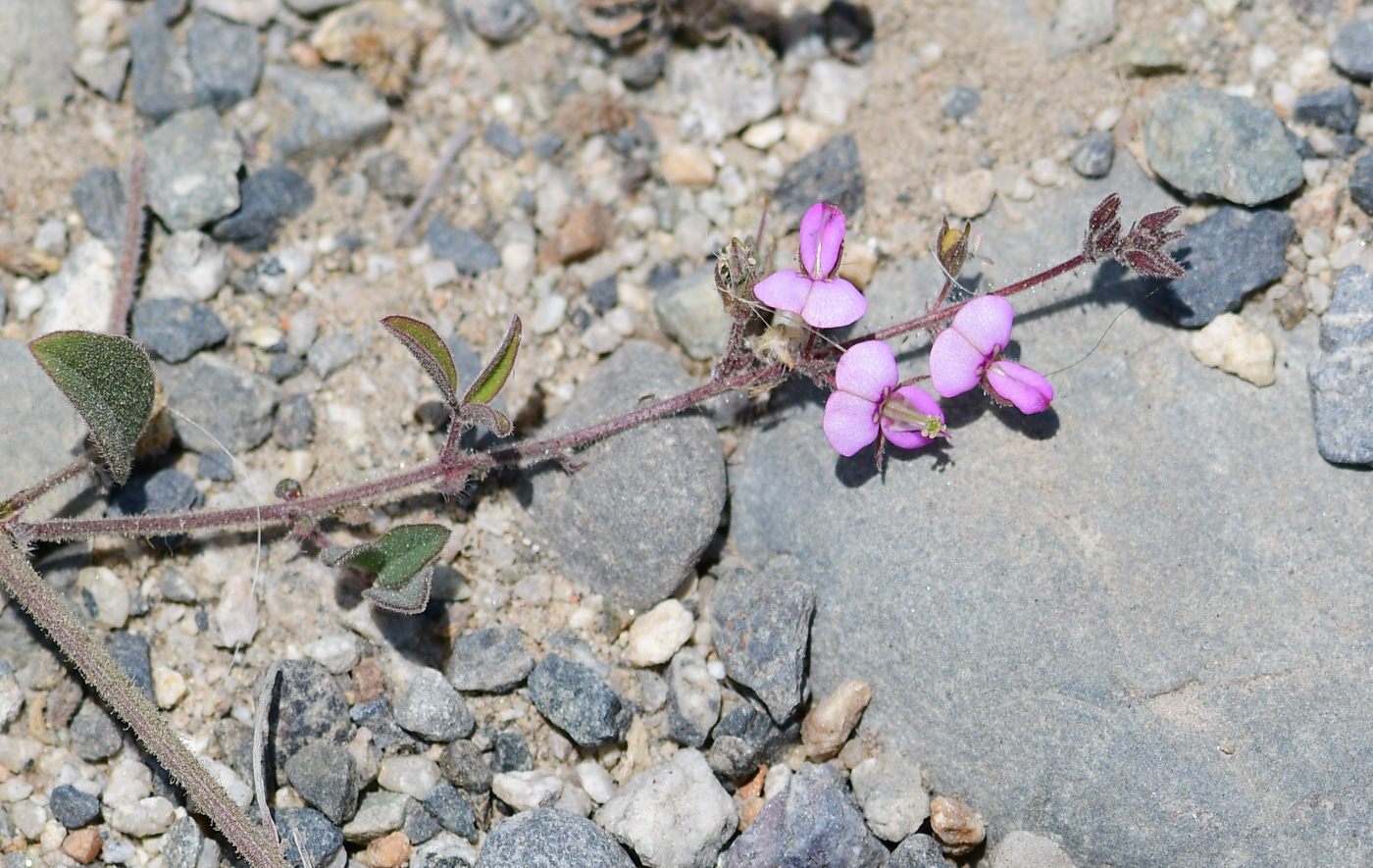 Изображение особи Desmodium scorpiurus.