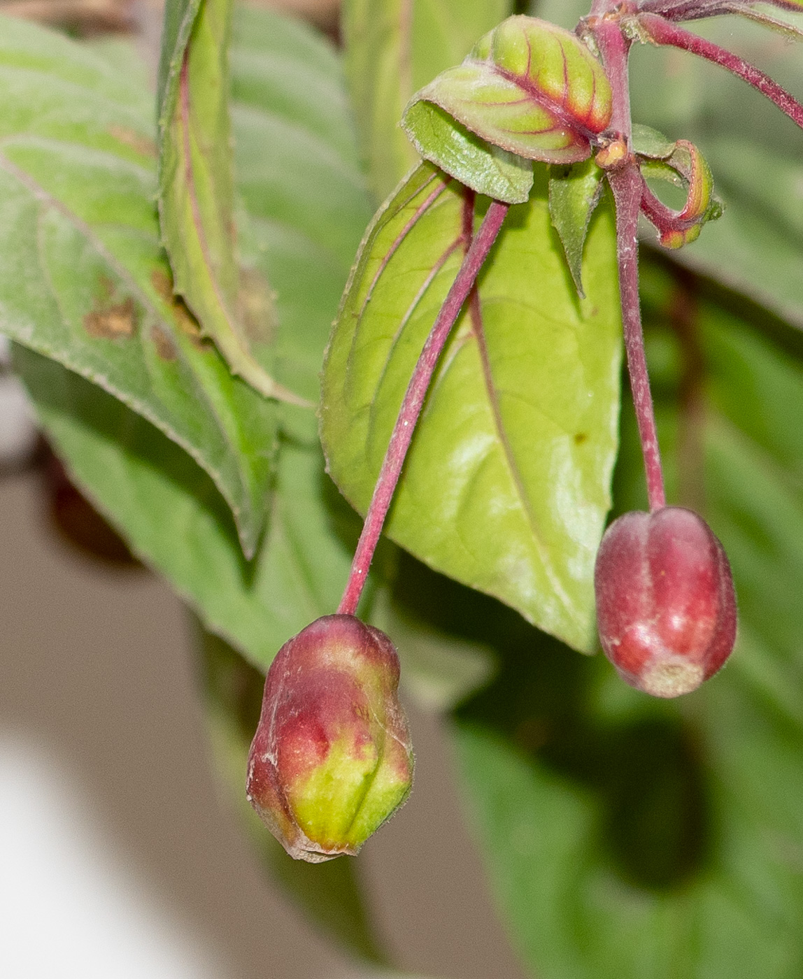 Image of genus Fuchsia specimen.