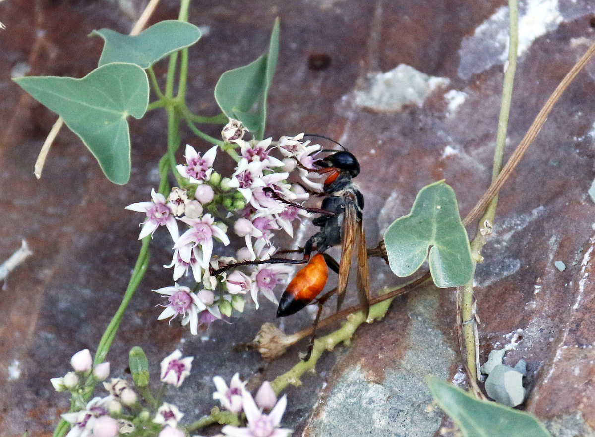 Image of Cynanchum acutum specimen.