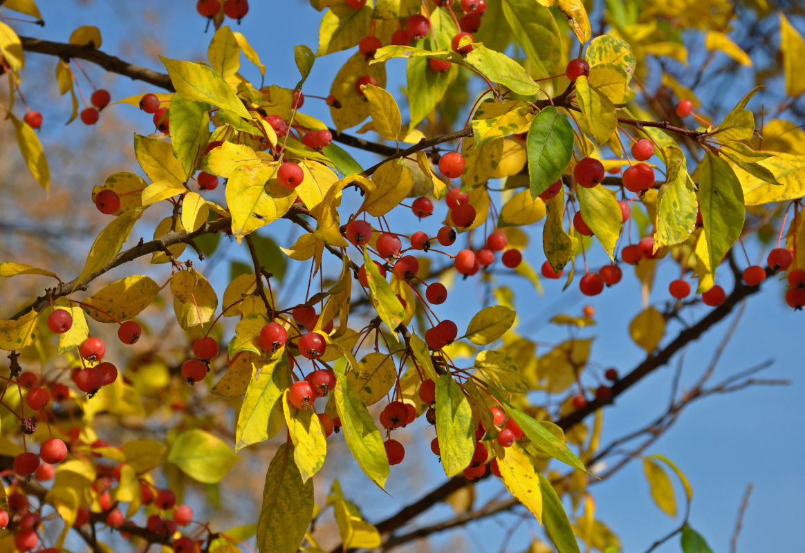 Изображение особи Malus baccata.