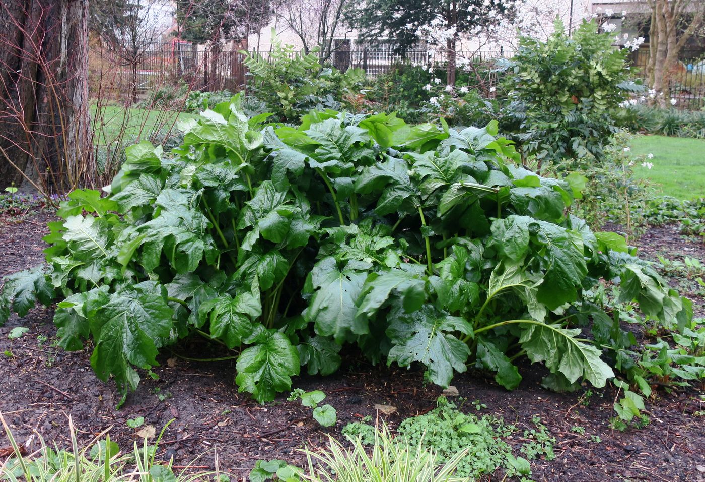 Изображение особи Acanthus mollis.