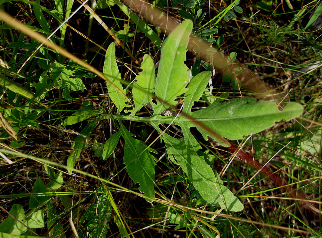 Image of Centaurea adpressa specimen.