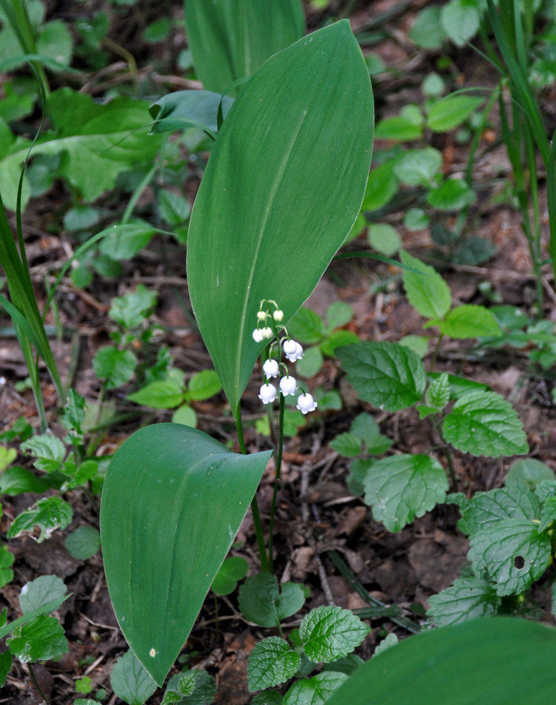 Изображение особи Convallaria majalis.