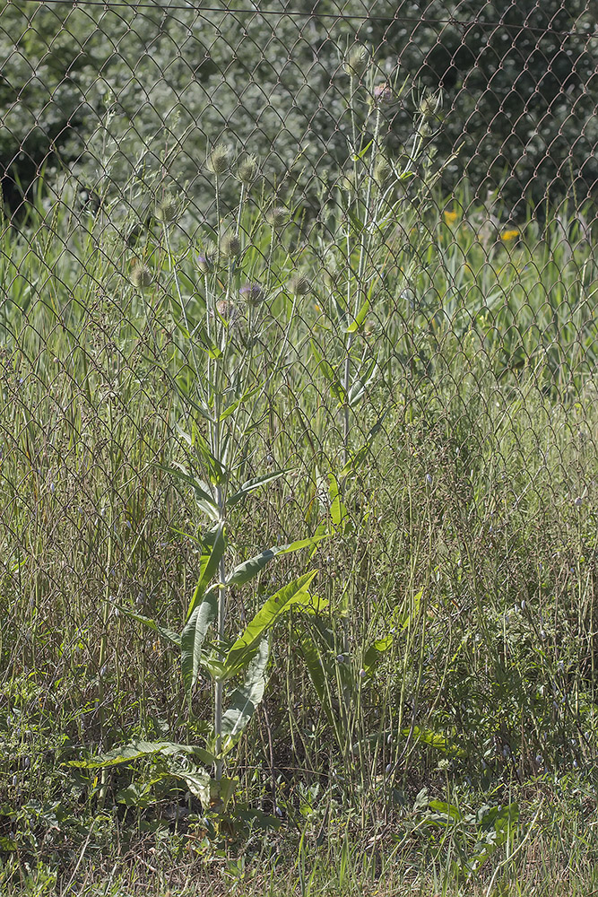 Image of Dipsacus fullonum specimen.