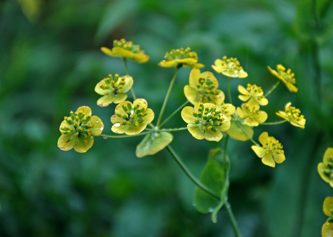 Изображение особи Bupleurum longifolium ssp. aureum.