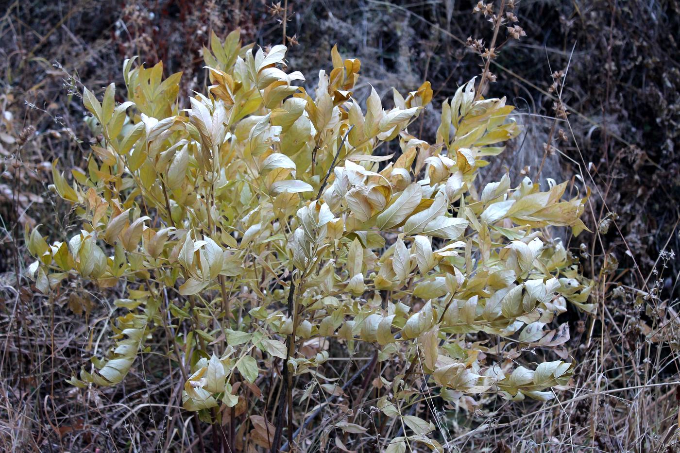 Image of Dictamnus angustifolius specimen.