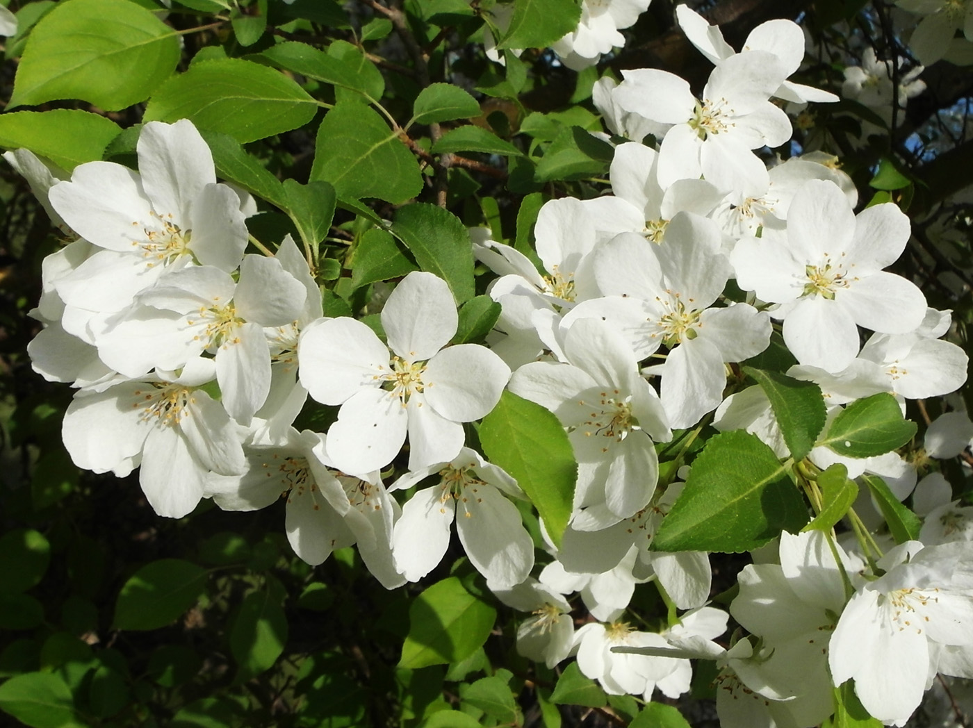 Изображение особи Malus baccata.