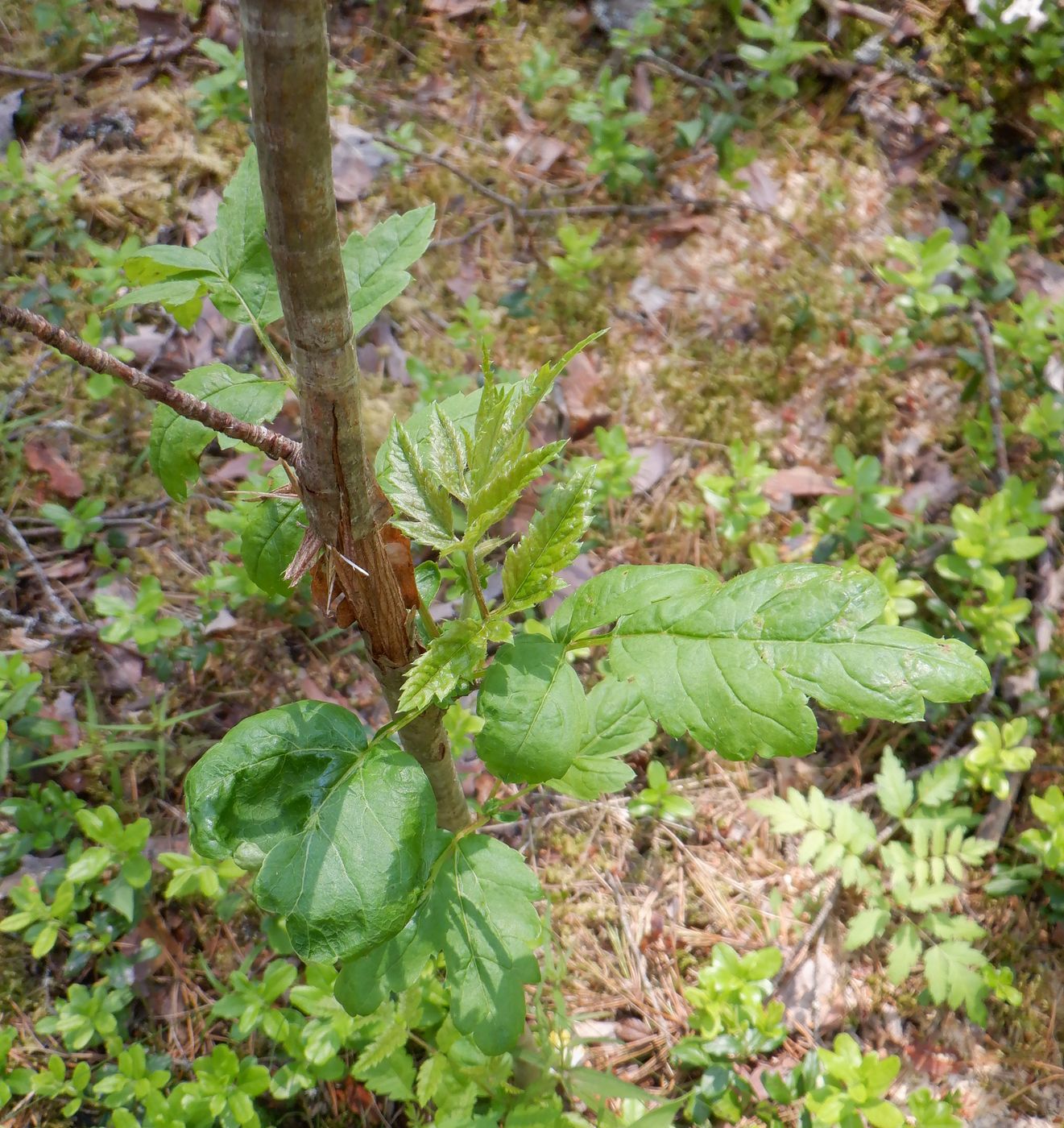 Изображение особи Sorbus aucuparia.