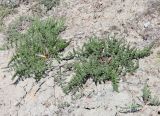 Palimbia rediviva. Вегетирующие растения. Крым, Карадагский заповедник, приморская остепнённая терраса, обнажение грунта на тропе. 21 апреля 2021 г.