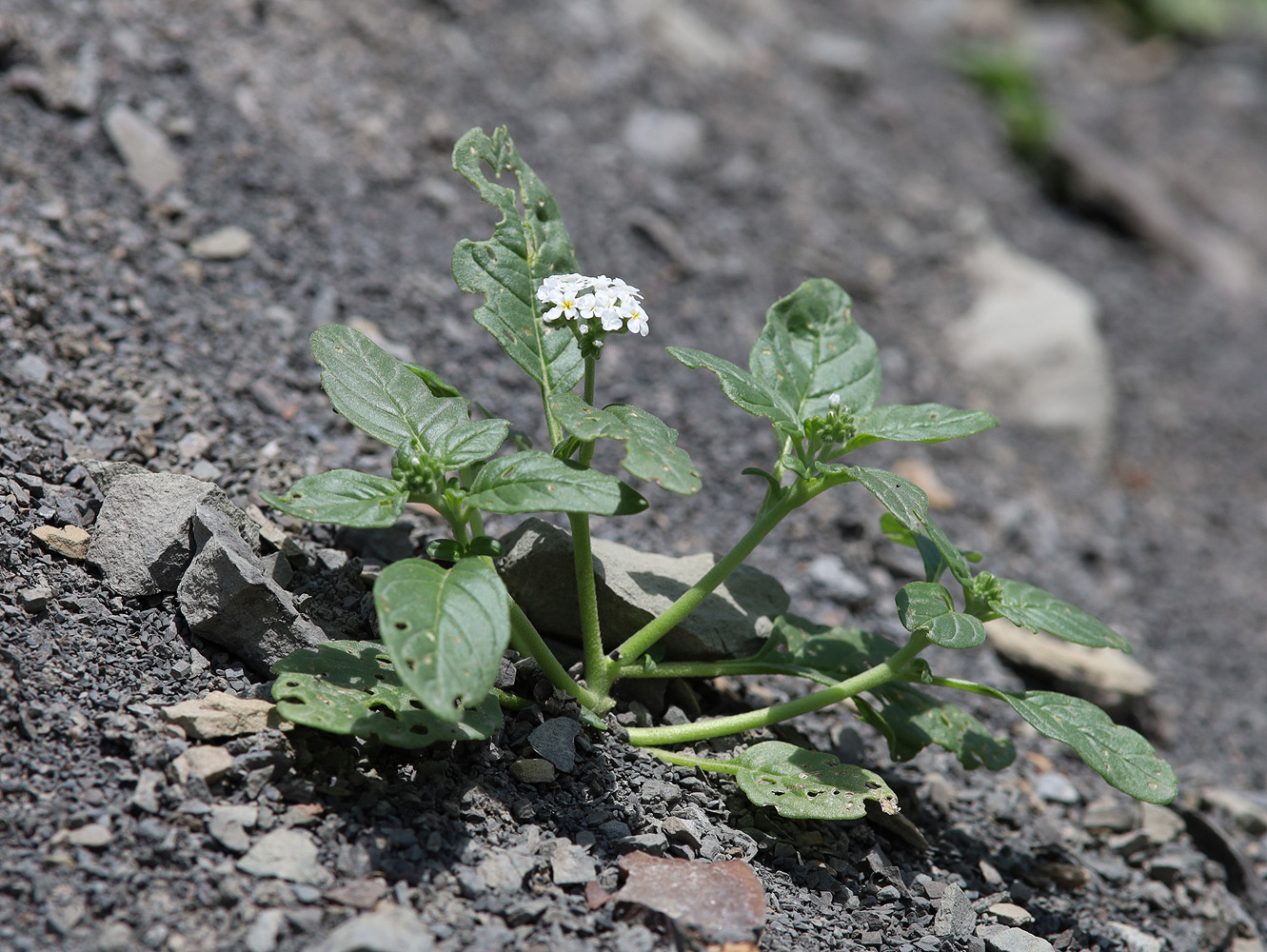 Изображение особи Heliotropium styligerum.