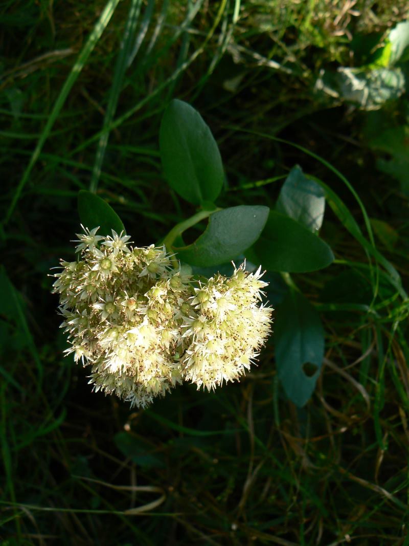 Image of Hylotelephium pallescens specimen.