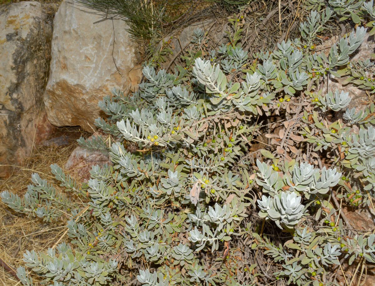 Изображение особи Eremophila glabra.