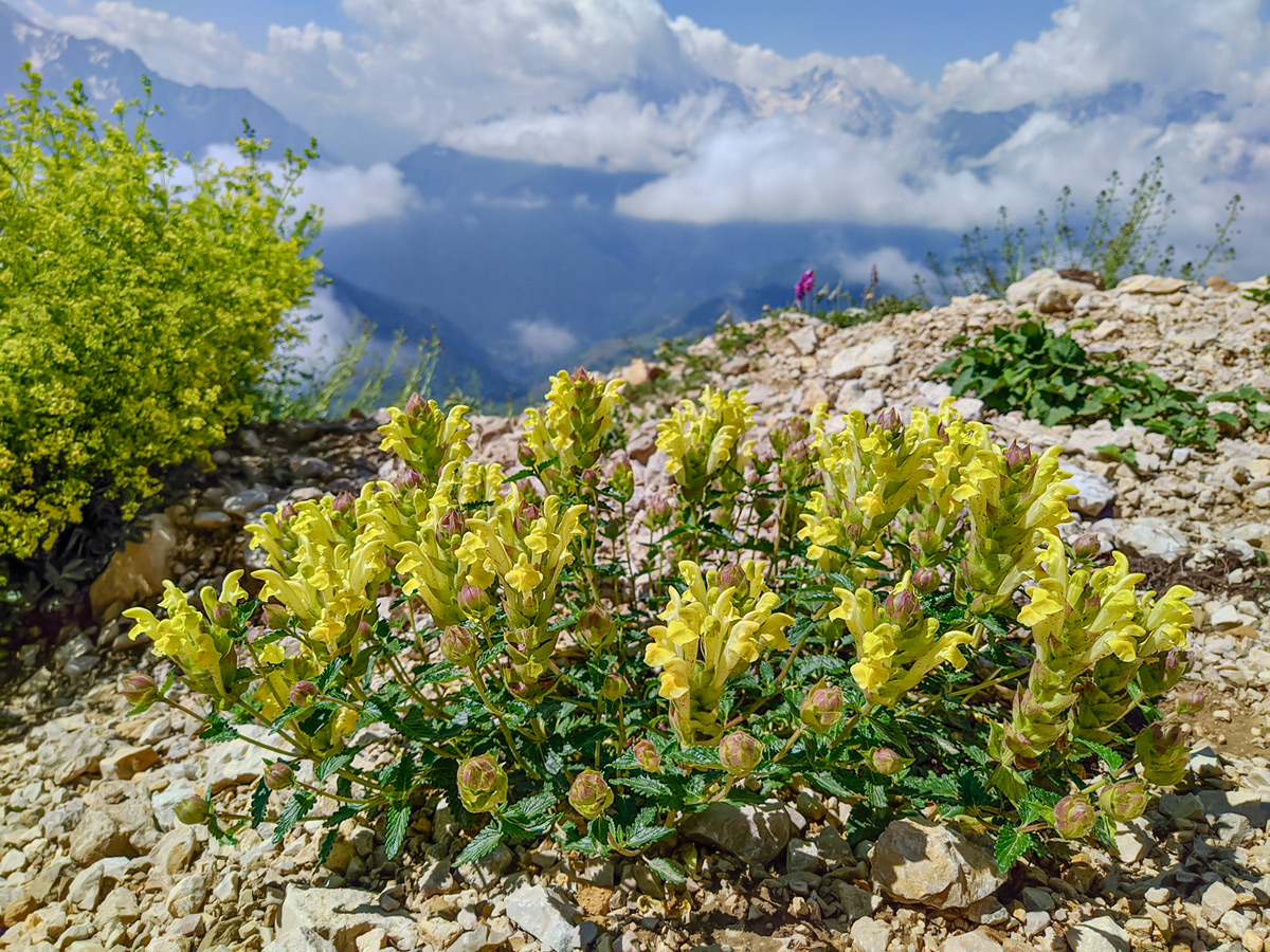 Изображение особи Scutellaria polyodon.