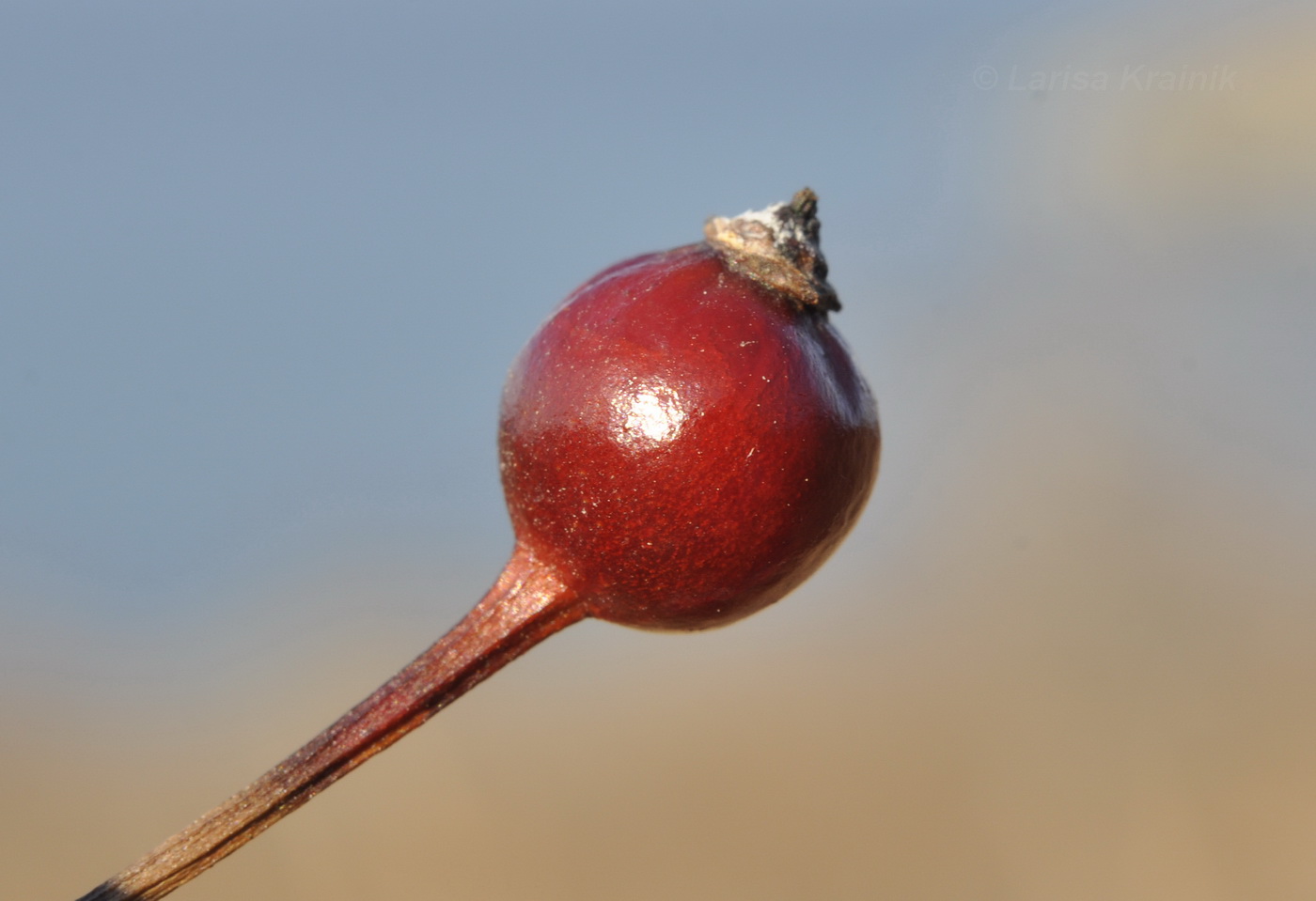 Image of Rosa maximowicziana specimen.