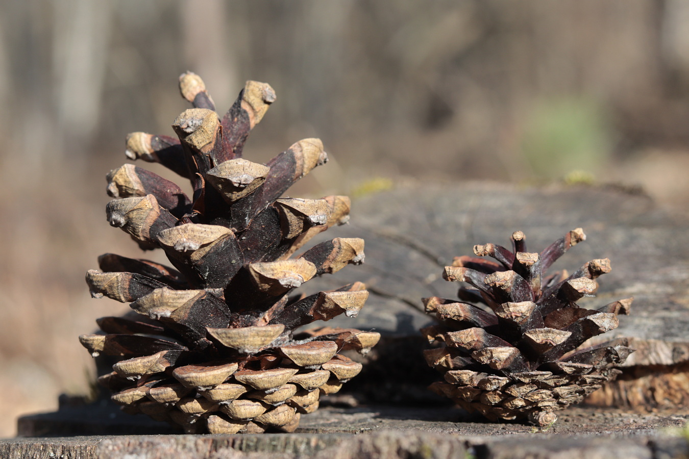 Изображение особи род Pinus.