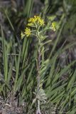 Odontarrhena obtusifolia