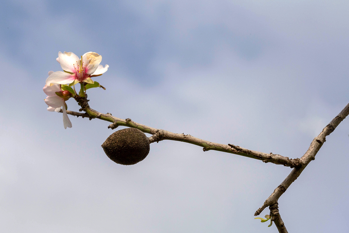 Изображение особи Amygdalus communis.