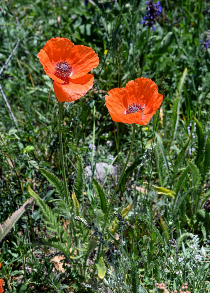 Изображение особи Papaver orientale.