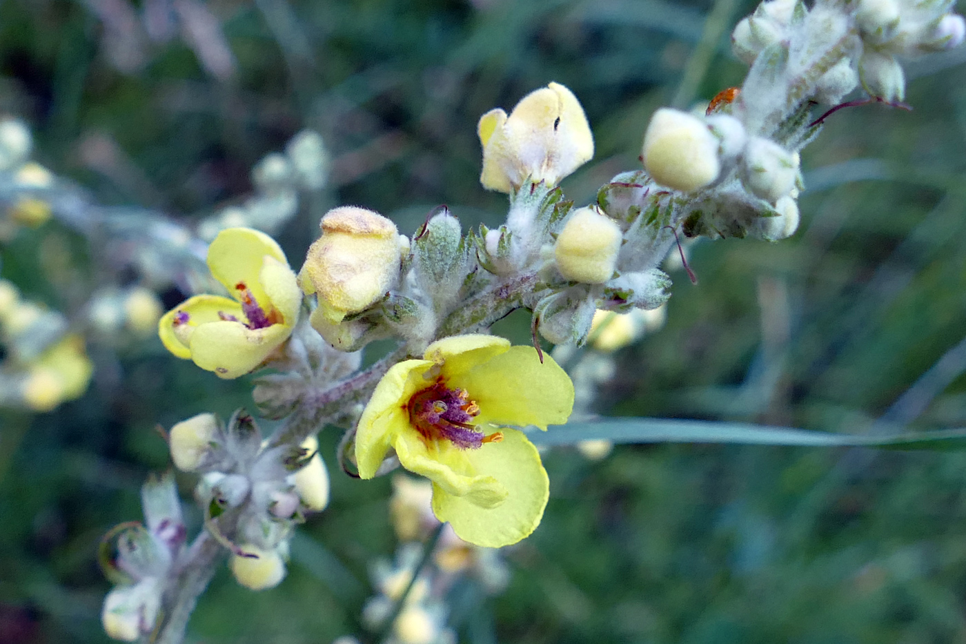 Изображение особи Verbascum marschallianum.