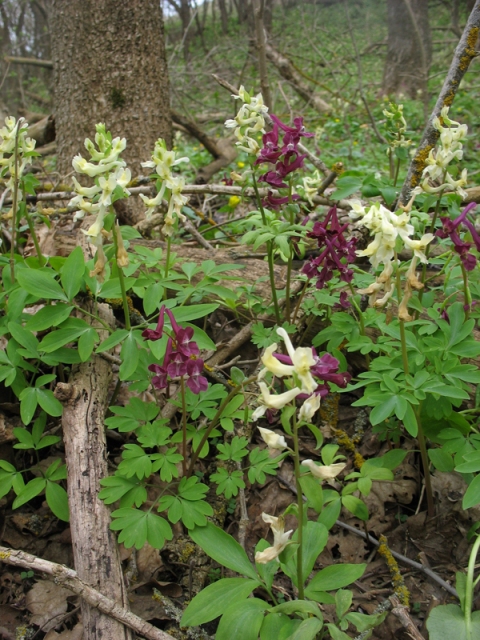 Image of Corydalis caucasica specimen.