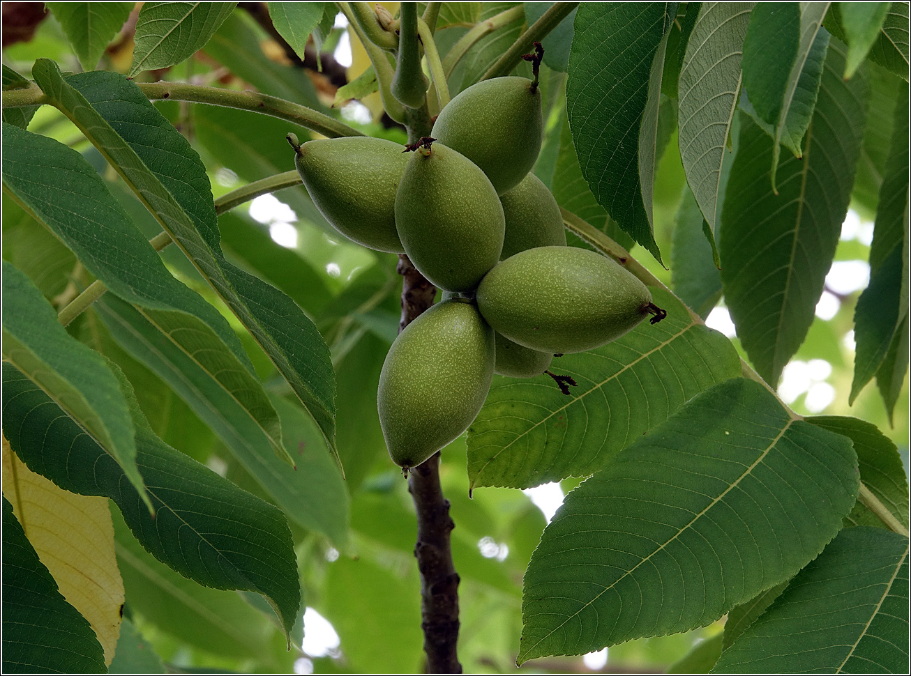 Изображение особи Juglans mandshurica.