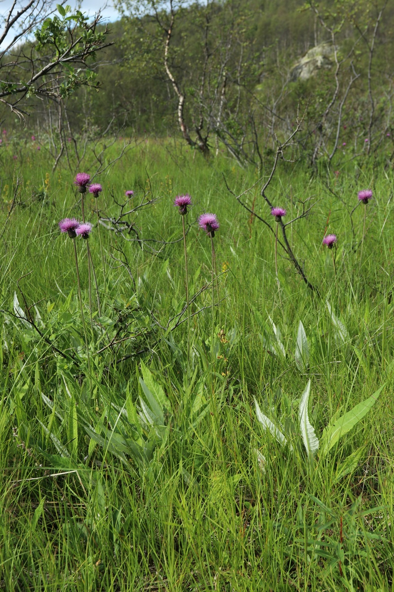 Изображение особи Cirsium heterophyllum.