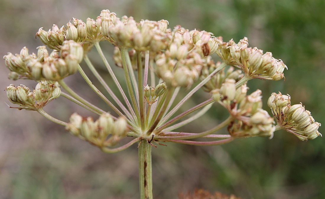 Image of Cenolophium fischeri specimen.