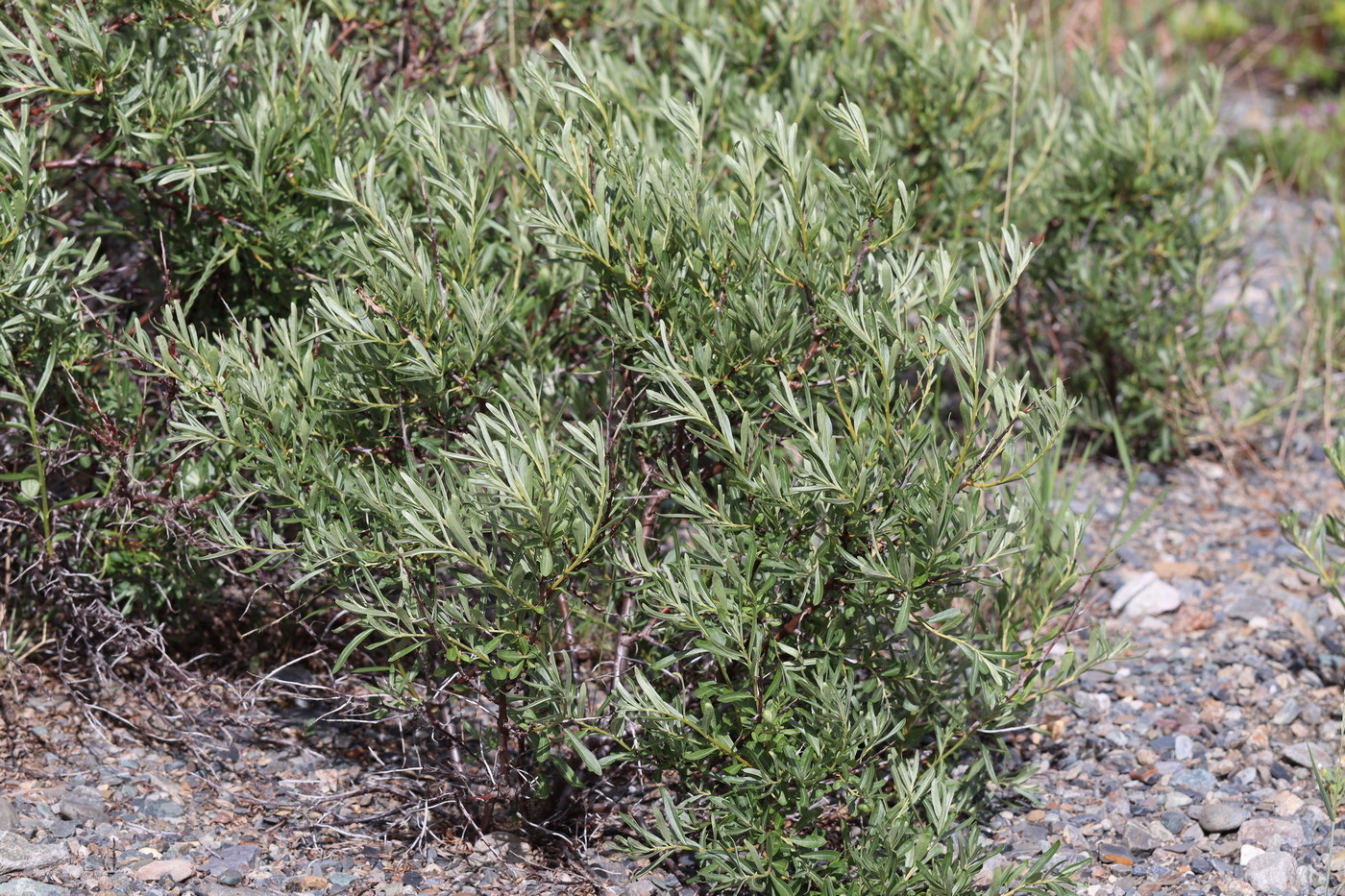 Image of Hippophae rhamnoides specimen.