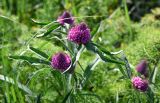 Trifolium alpestre. Верхушки побегов с соцветиями. Армения, обл. Арагацотн, гора Арагац, ущелье р. Аркашен, крепость Амберд, ≈ 2300 м н.у.м., луговой склон. 20.06.2022.