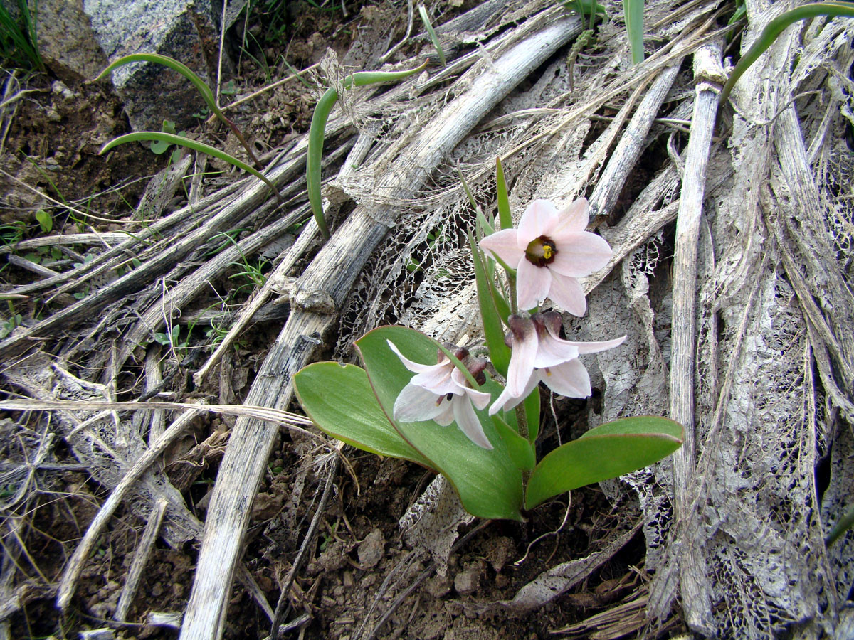 Image of Rhinopetalum stenantherum specimen.