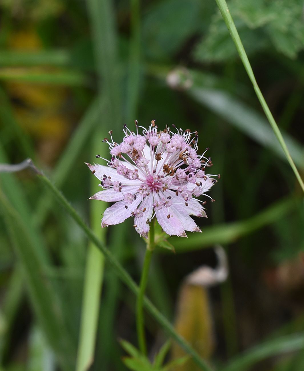 Изображение особи Astrantia maxima.