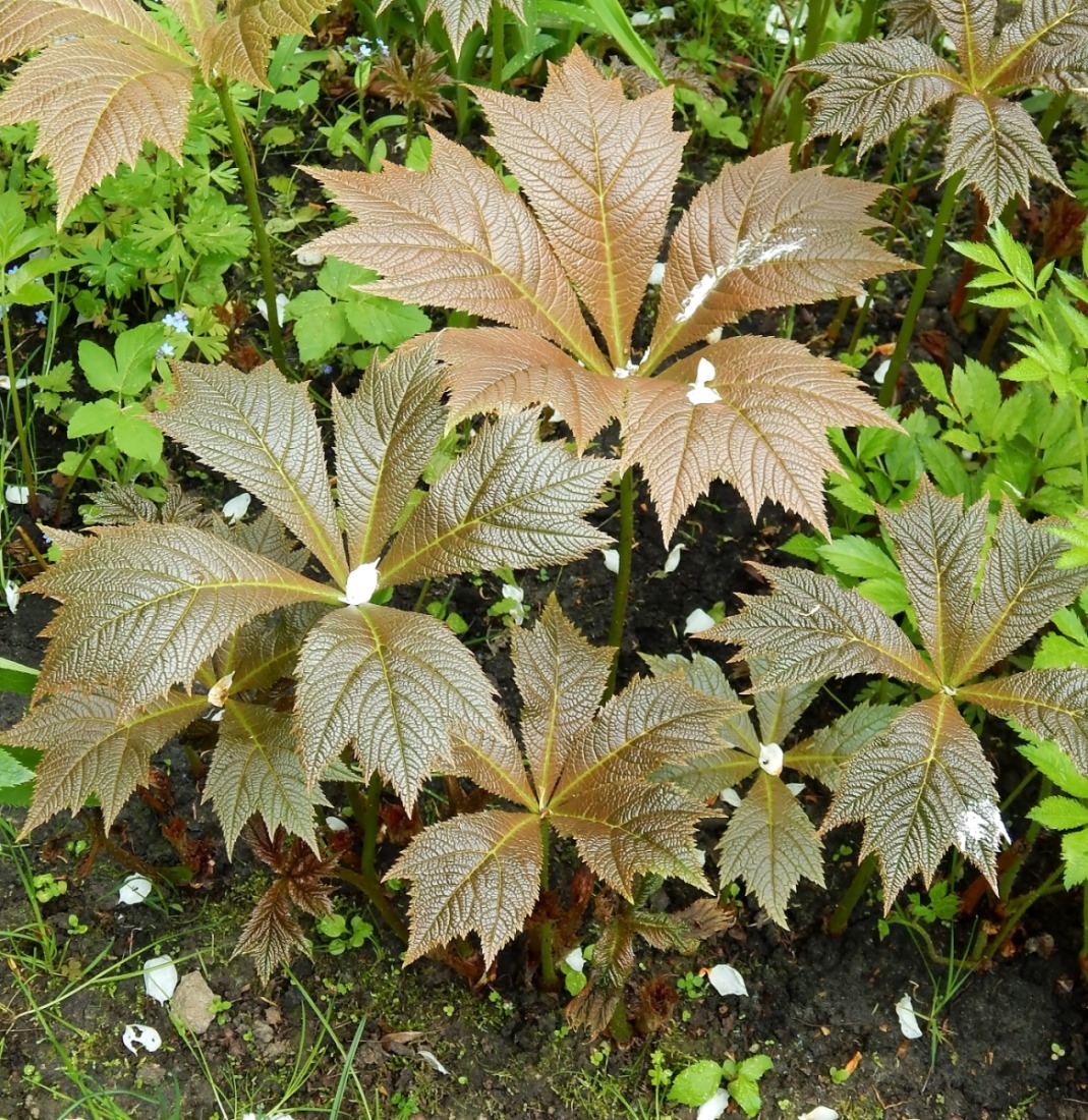 Изображение особи Rodgersia podophylla.