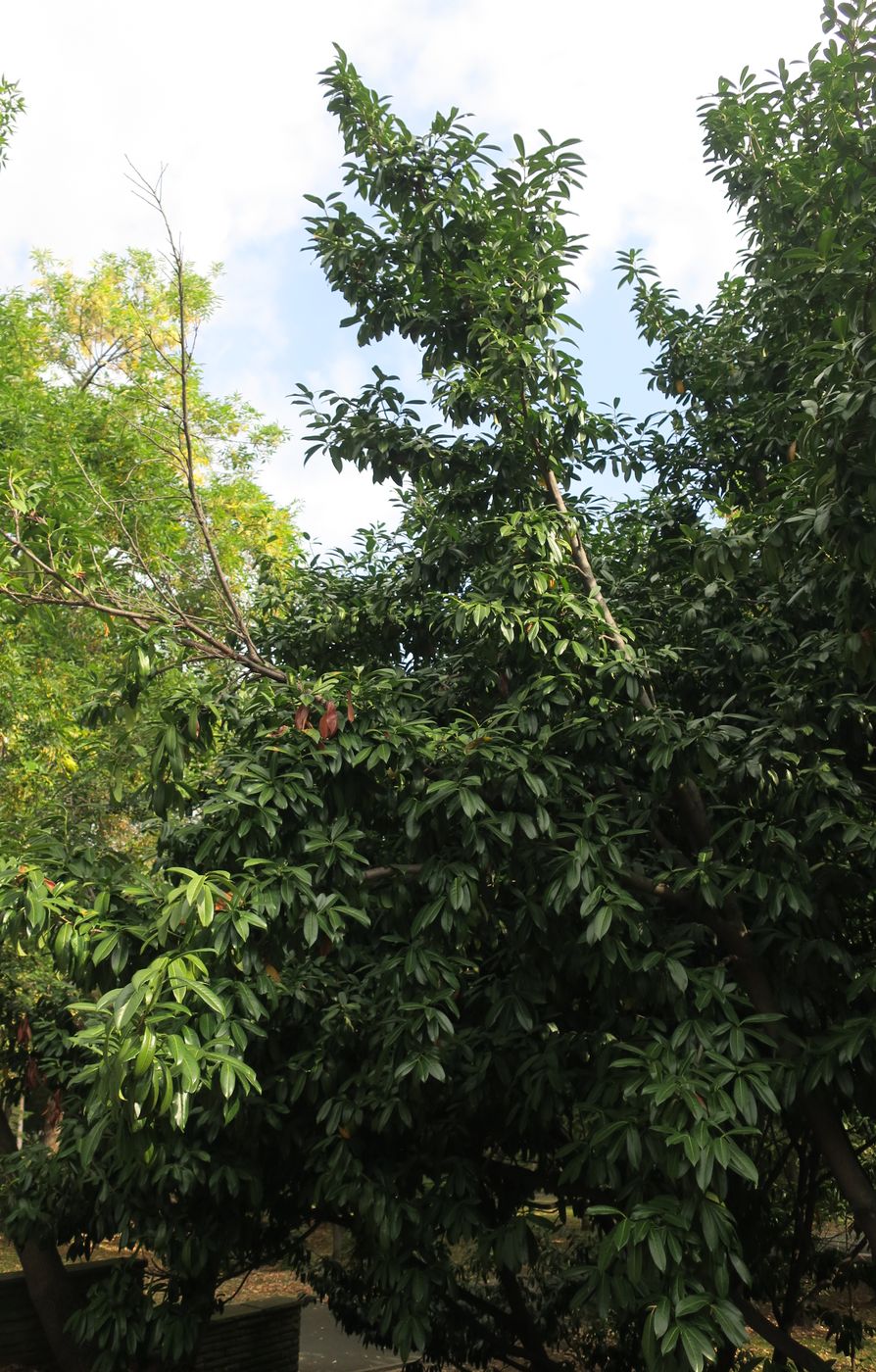 Image of Lauro-cerasus officinalis specimen.