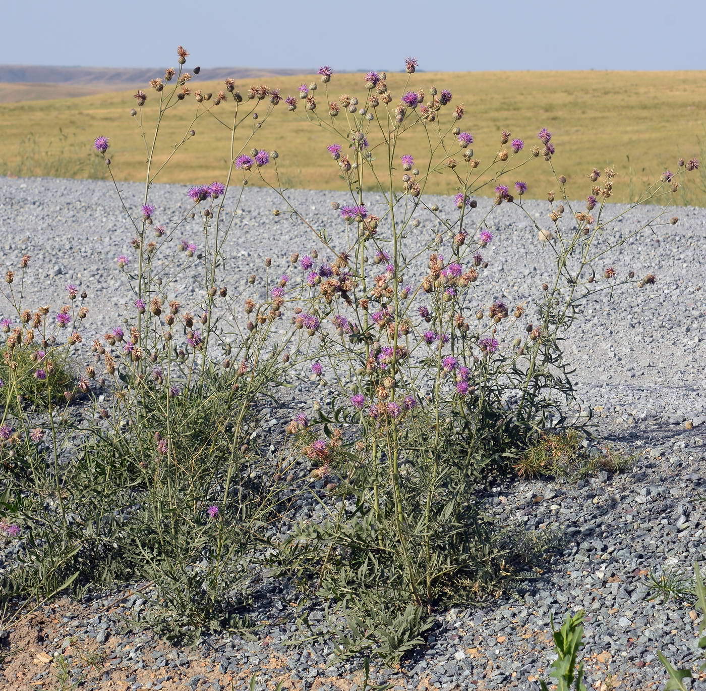 Image of Centaurea adpressa specimen.