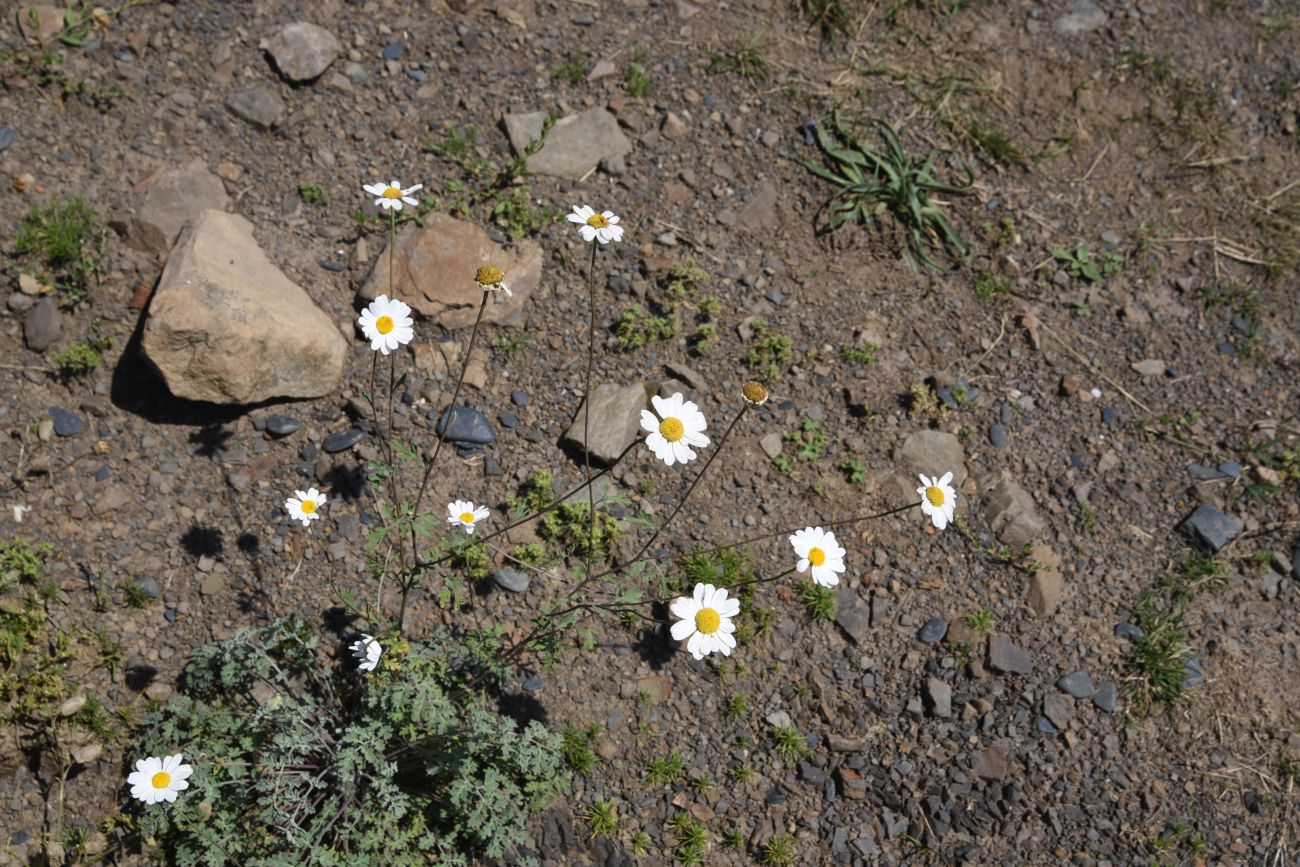 Изображение особи Pyrethrum demetrii.