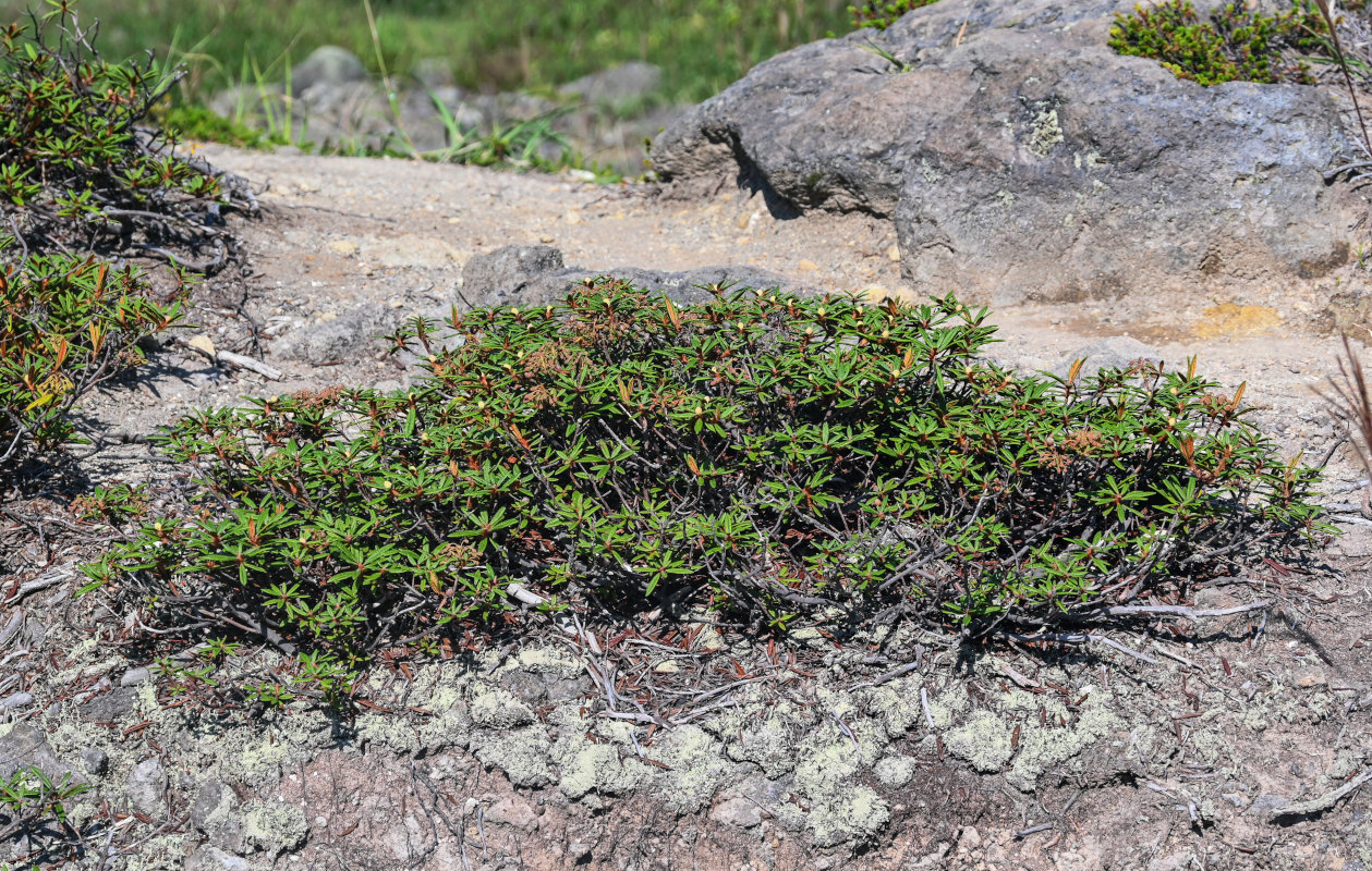 Image of Ledum hypoleucum specimen.