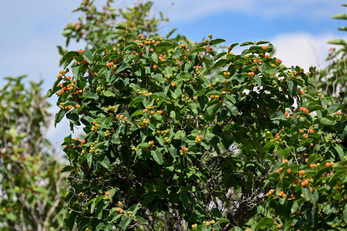 Image of Lonicera tatarica specimen.