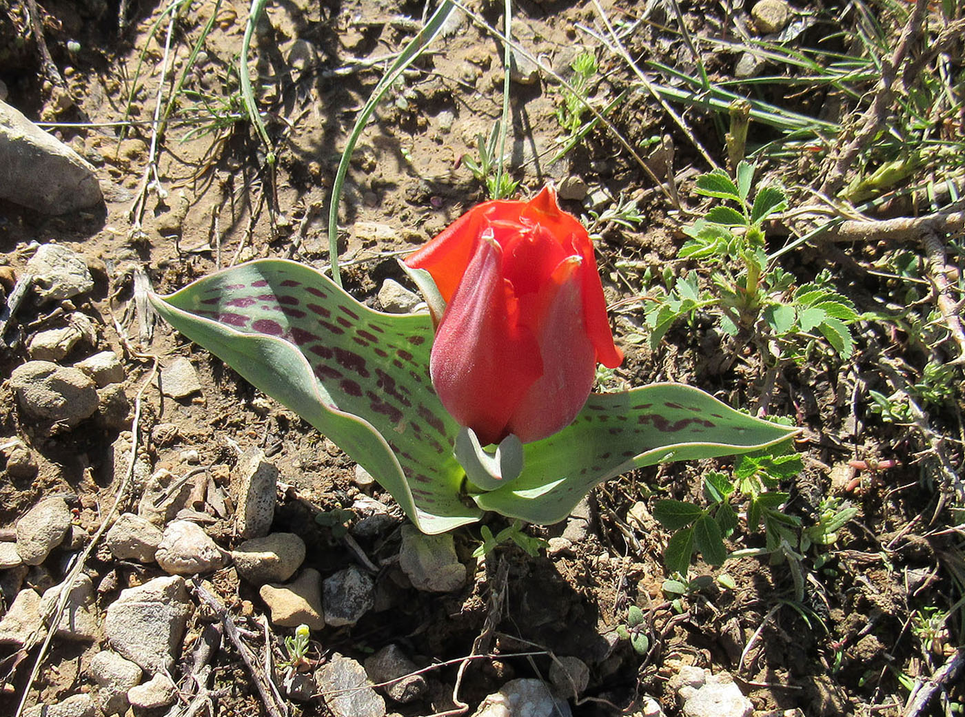 Изображение особи Tulipa greigii.