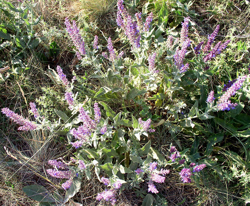 Image of Salvia tesquicola specimen.