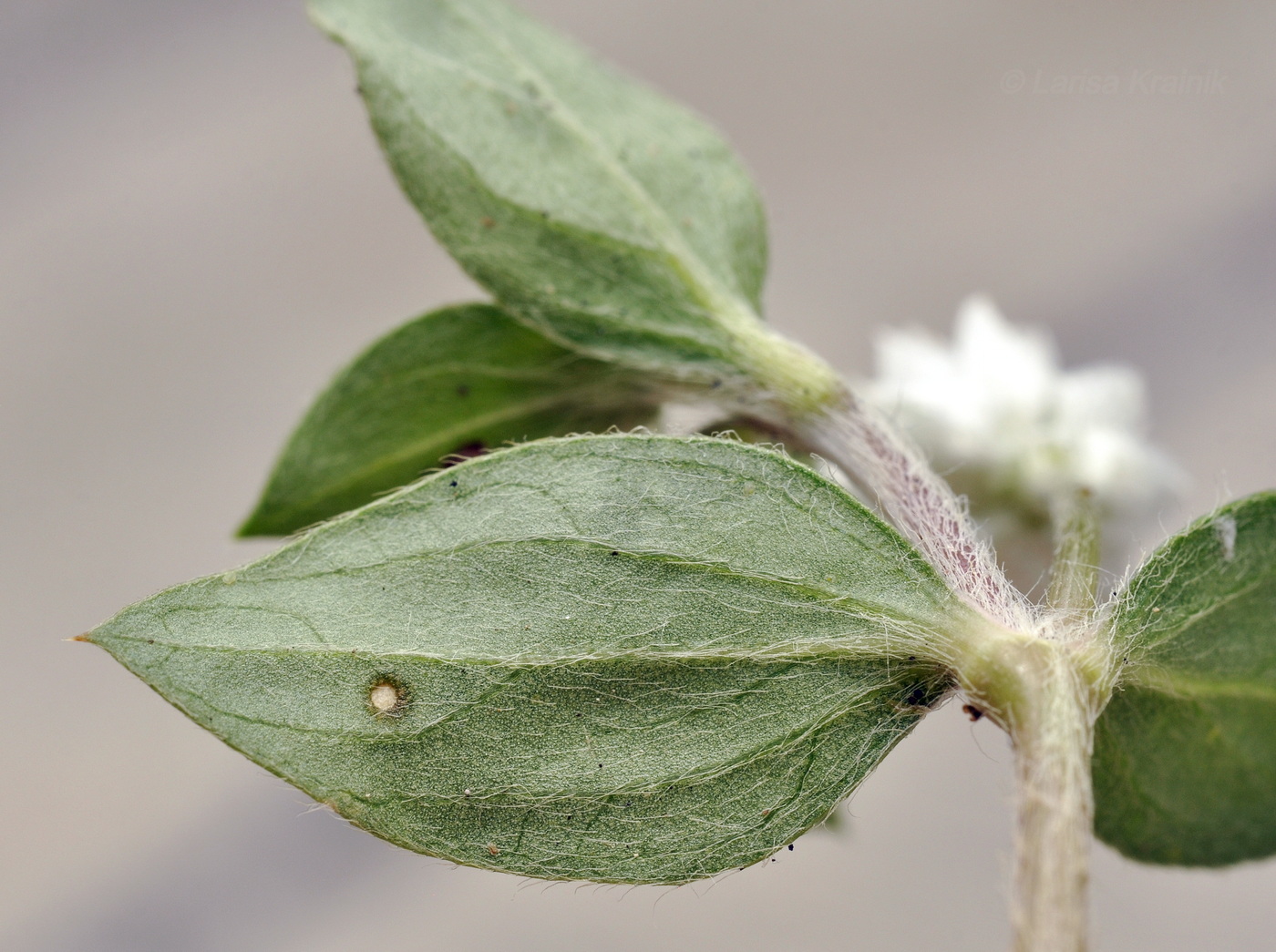 Изображение особи Gomphrena celosioides.