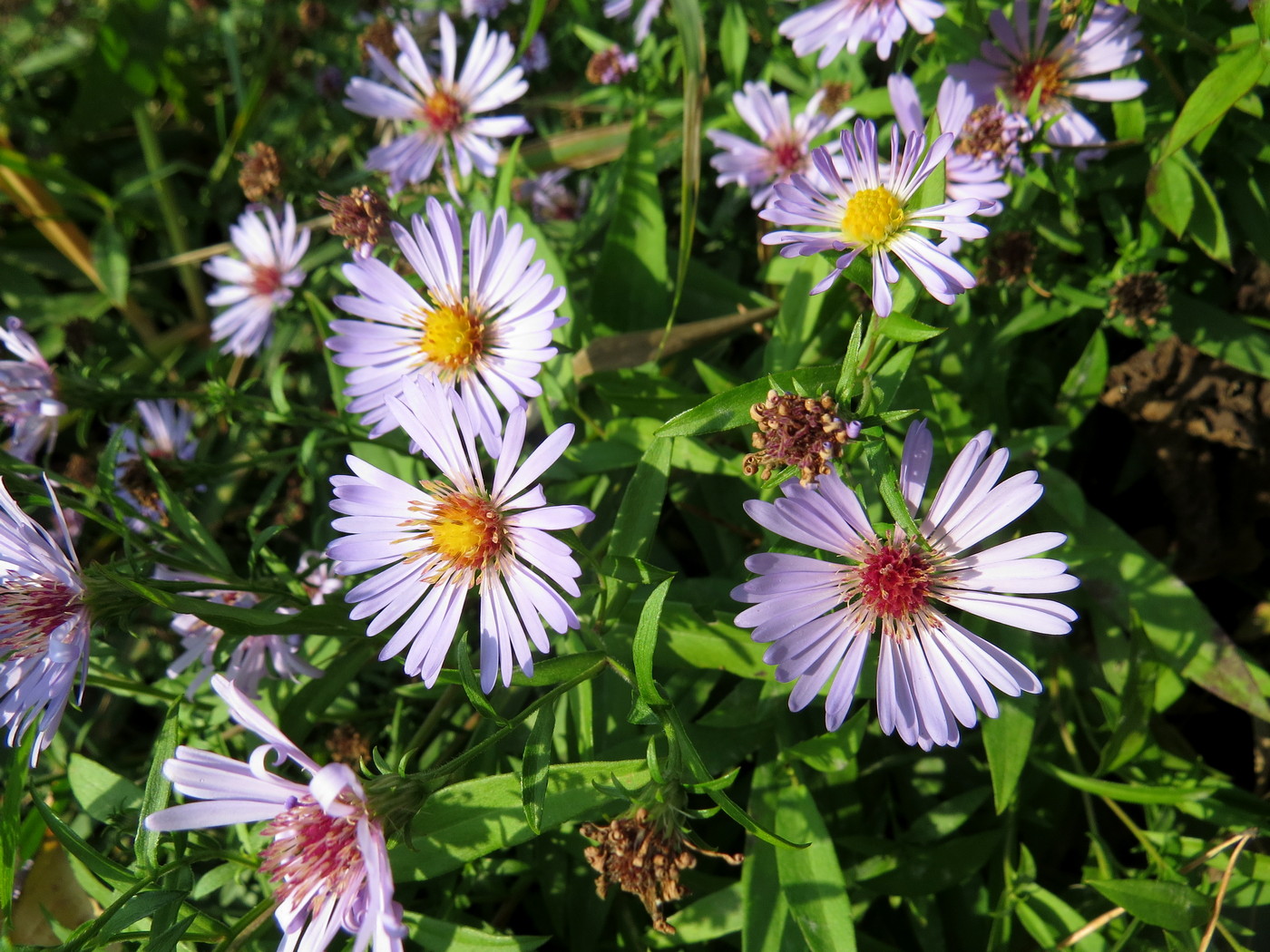 Image of Symphyotrichum novi-belgii specimen.