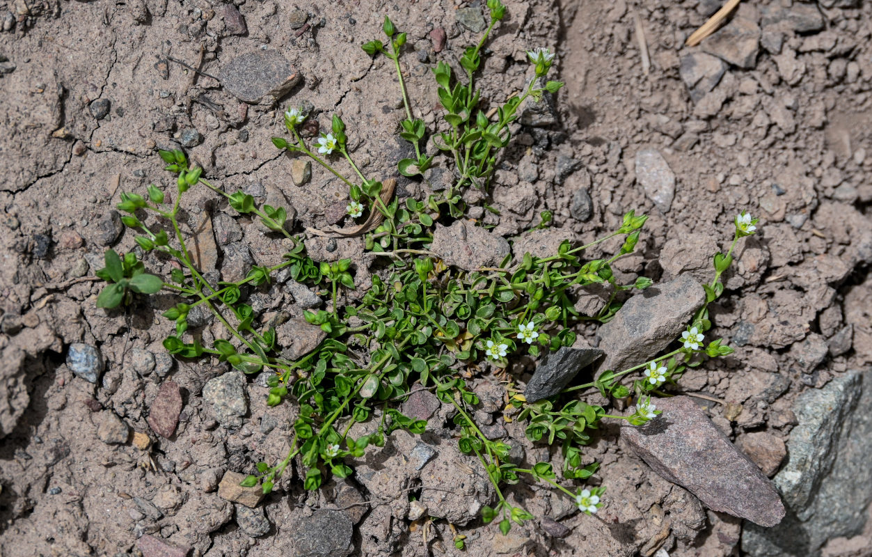 Image of Arenaria rotundifolia specimen.