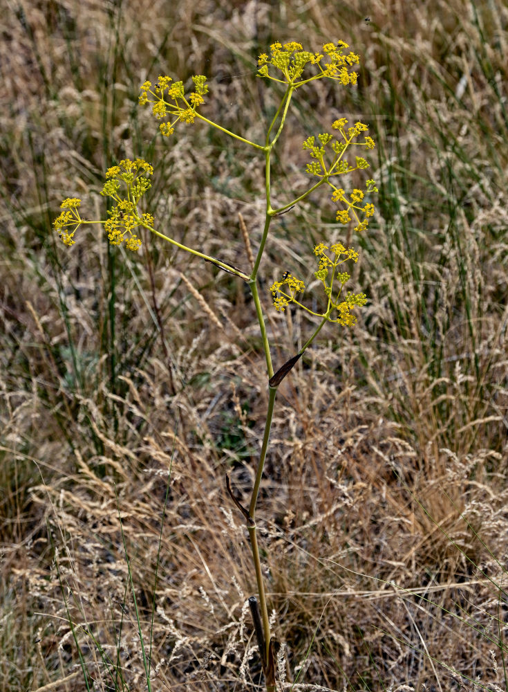 Изображение особи Ferula caspica.