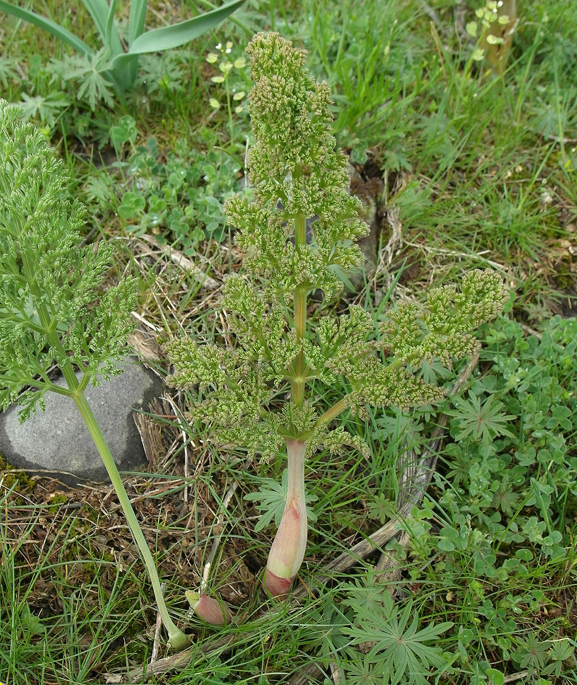 Изображение особи Ferula tenuisecta.