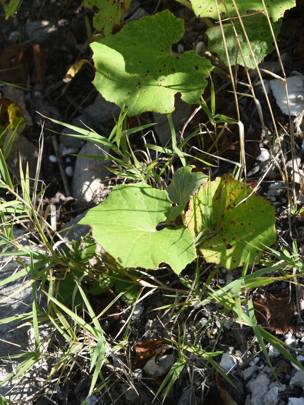 Image of Tussilago farfara specimen.