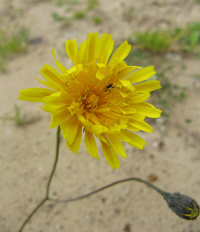 Image of Scorzoneroides autumnalis specimen.