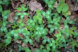 genus Trifolium