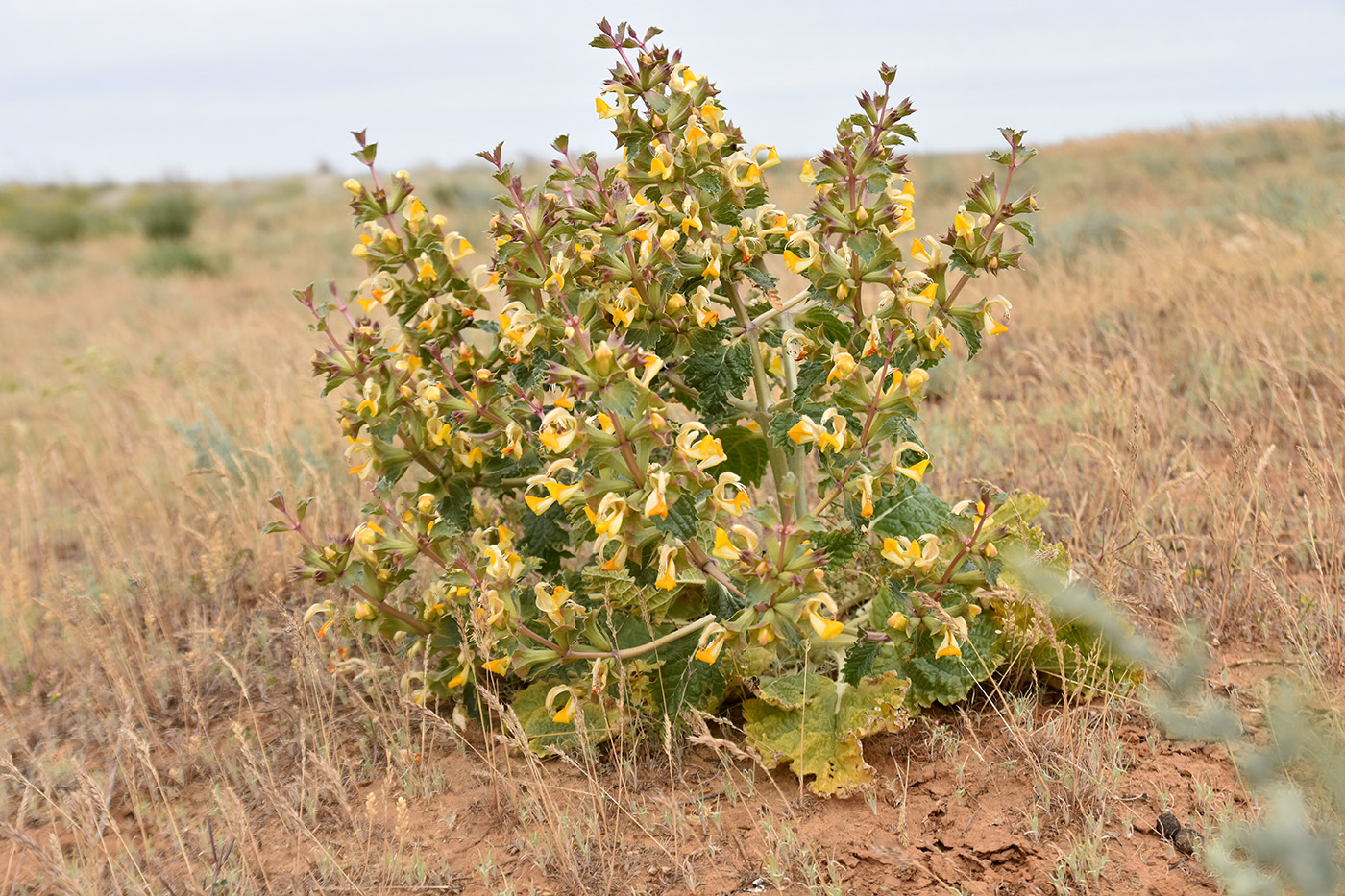 Image of Eremostachys tuberosa specimen.