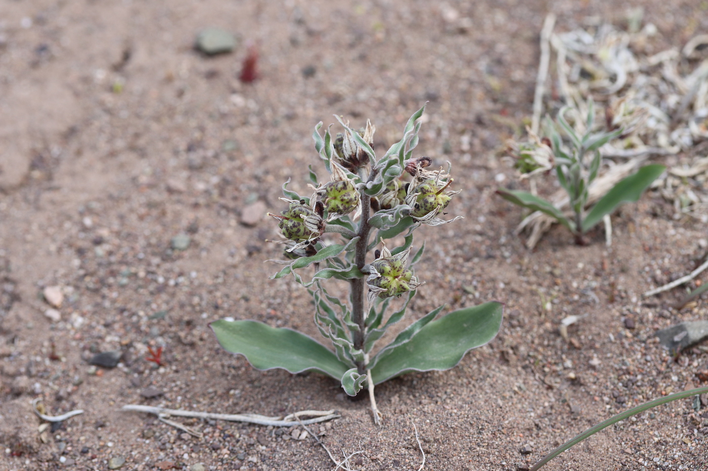 Image of Rhinopetalum karelinii specimen.